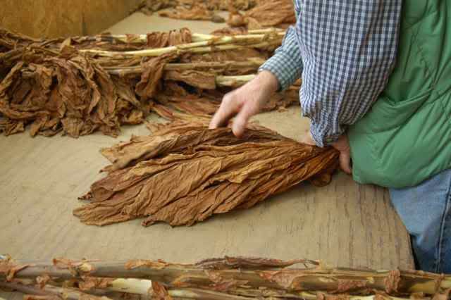 Flue Cured Tobacco / Virginia Tobacco